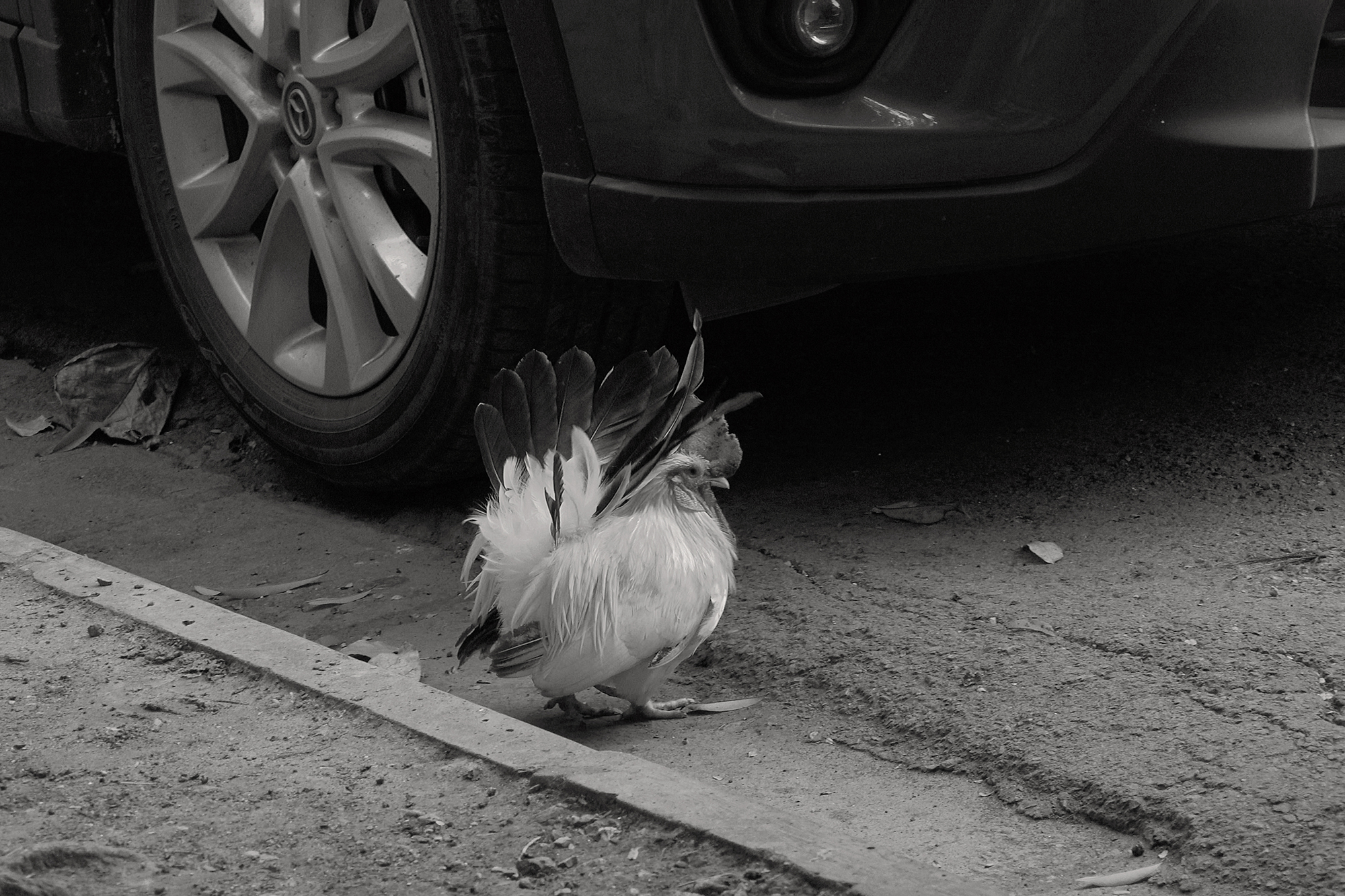 Christoph Radke, Vietnam, Hanoi, ein Hahn auf der Straße